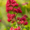 50 RED JUPITER'S BEARD Valerian Keys of Heaven Centranthus Ruber Flower Seeds