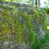 100 KENILWORTH IVY (Ivy-Leaved Toadflax) Cymbalaria Muralis Vine Flower Seeds