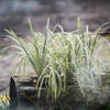 1000 Variegated RIBBON GRASS Reed Canary Phalaris Arundinacea Pink Flower Seeds