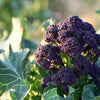 200 PURPLE SPROUTING BROCCOLI Brassica Oleracea Vegetable Seeds