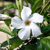5 CHILEAN JASMINE / MANDEVILLA Laxa White Fragrant Flower Vine Seeds