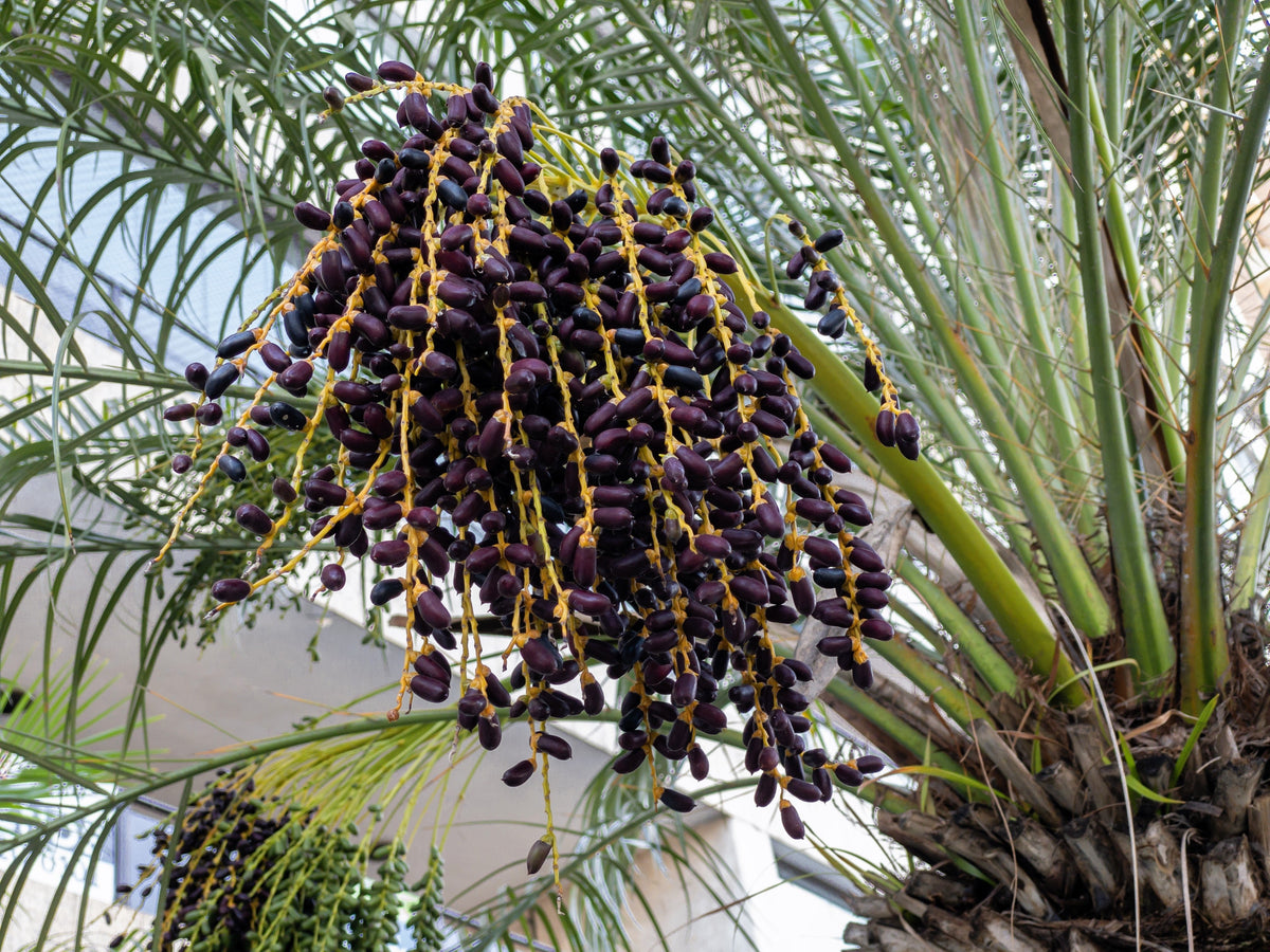 Pygmy Date Palm Seeds – Phoenix Roebelenii Dwarf Miniature Ornamental Fruit Tree Houseplant – photo 11