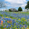 150 TEXAS BLUEBONNET LUPINE Lupinus Texensis Flower Seeds
