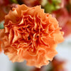 50 ORANGE CARNATION Dianthus Caryophyllus Chabaud Double Flower Seeds