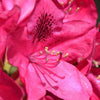 Nova Zembla Rhododendron