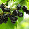 100 BLACKBERRY Fruit Bush Rubus Allegheniensis Seeds