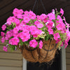 100 PINK PETUNIA Hybrida Pollinator Garden Container Flower Seeds