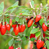 100 HIMALAYAN Tibetan GOJI BERRY Fruit Wolfberry Bush Lycium Barbarum Seeds