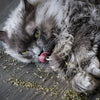 1000 HEIRLOOM CATNIP Nepeta Cataria Herb Flower Seeds