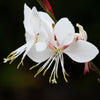 100 White GAURA WHIRLING BUTTERFLIES Gaura Lindheimeri Flower Seeds