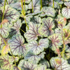 50 HEUCHERA Americana CORAL BELLS Dale's Strain American Alumroot Flower Seeds