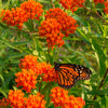 30 ORANGE BUTTERFLY MILKWEED Asclepias Tuberosa Flower Seeds