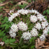 100 ARCTIC SWEET COLTSFOOT Petasites Frigidus Sun Shade Moist White Pink Flower Herb Seeds