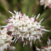 100 ARCTIC SWEET COLTSFOOT Petasites Frigidus Sun Shade Moist White Pink Flower Herb Seeds