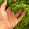 1500 TRIPLE CURLED PARSLEY Petroselinum Hortensis Herb Vegetable Seeds