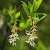 15 INDIAN PLUM Osoberry Oregon Oso Berry Oemleria Cerasiformis Fruit Shrub Seeds