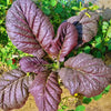 1500 RED GIANT MUSTARD Ornamental Japanese Greens Herb Vegetable Brassica Seeds