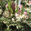 40 Mixed Colors FLORIDA HOPBUSH Dodonaea Viscosa Hawaiian Hopseed Flower Shrub Seeds
