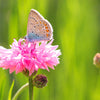 750 Pink BACHELOR'S BUTTON / CORNFLOWER Centaurea Cyanus Flower Seeds