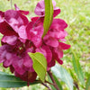 40 Mixed Colors FLORIDA HOPBUSH Dodonaea Viscosa Hawaiian Hopseed Flower Shrub Seeds