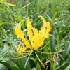 10 YELLOW GLORIOSA LILY Flame Lily Gloriosa Lutea Flower Vine Seeds