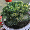 2500 VATES Blue CURLED KALE / Dwarf Blue Curled Scotch Kale Brassica Oleracea Vegetable Seeds
