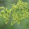 1000 Artemisia Annua Seeds – Sweet Annie Fragrant Herb