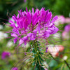 100 VIOLET QUEEN CLEOME Hassleriana Cleome Spinosa Purple Spider Flower Seeds