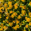 1500 CALIFORNIA SUNSHINE GOLDFIELDS Lasthenia Glabrata Yellow Flower Seeds