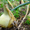 500 Sweet WHITE SPANISH ONION Allium Cepa Vegetable Seeds