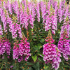 1000 PINK FOXGLOVE Digiitalis Purpurea Flower Seeds