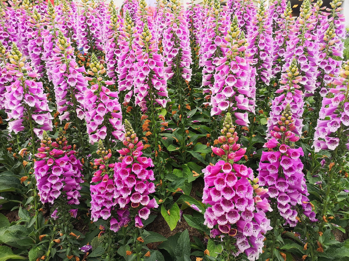Pink & Purple Mix Foxglove Digitalis Flower Seeds – photo 3