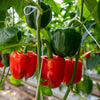 20 Organic Red MINI BELL PEPPER Sweet Mild Miniature Capsicum Annuum Vegetable Seeds