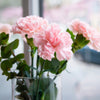 50 La France PINK CARNATION Dianthus Caryophyllus Chabaud Flower Seeds