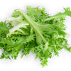 Green Curled Endive Seeds – (Salad Endive / Moss Curled Endive / Escarole) Cichorium Endivia Vegetable – photo 8