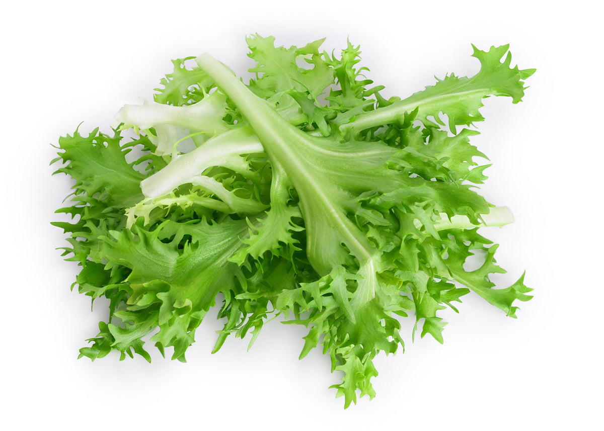 Green Curled Endive Seeds – (Salad Endive / Moss Curled Endive / Escarole) Cichorium Endivia Vegetable – photo 8