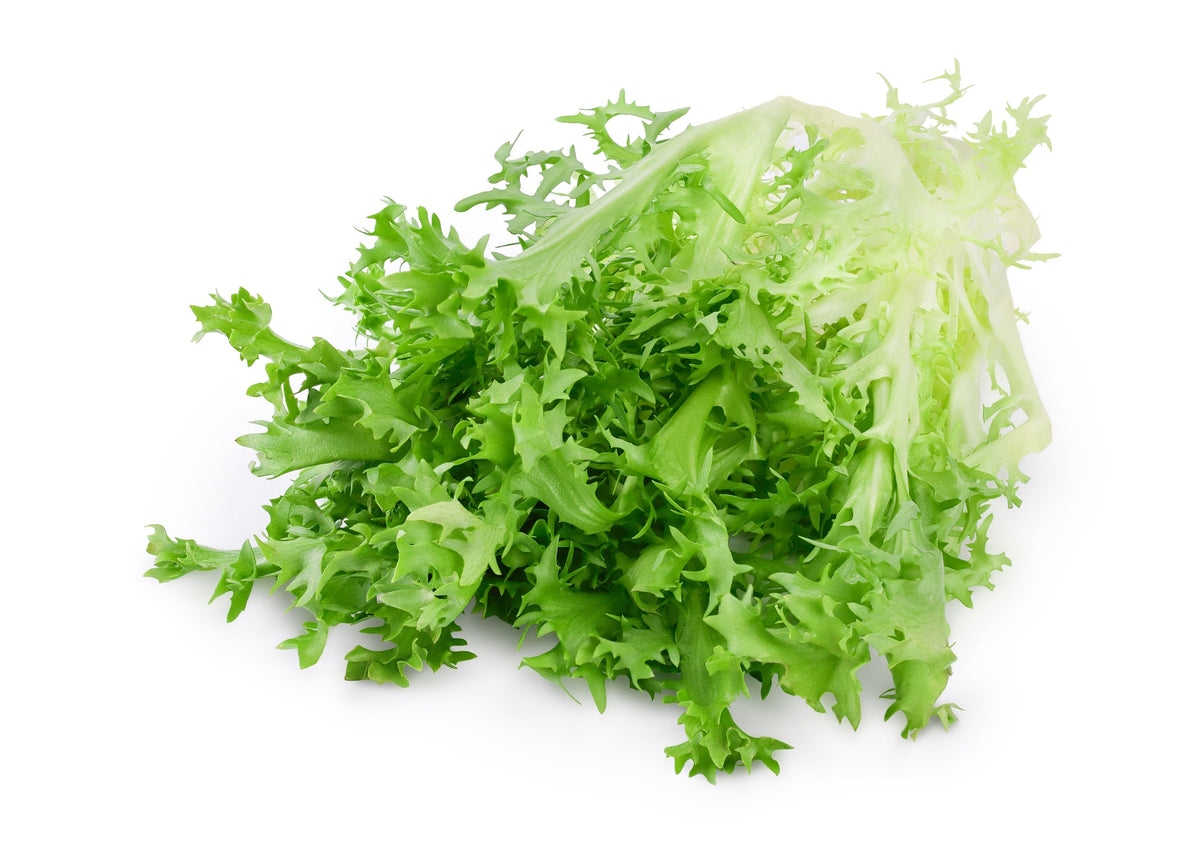 Green Curled Endive Seeds – (Salad Endive / Moss Curled Endive / Escarole) Cichorium Endivia Vegetable – photo 9
