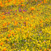 1500 CALIFORNIA SUNSHINE GOLDFIELDS Lasthenia Glabrata Yellow Flower Seeds