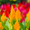 150 Mixed PAMPAS PLUMES COCKSCOMB Celosia Plumosa Flower Seeds