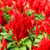 100 RED Forest Fire COCKSCOMB CELOSIA Plumosa Seeds