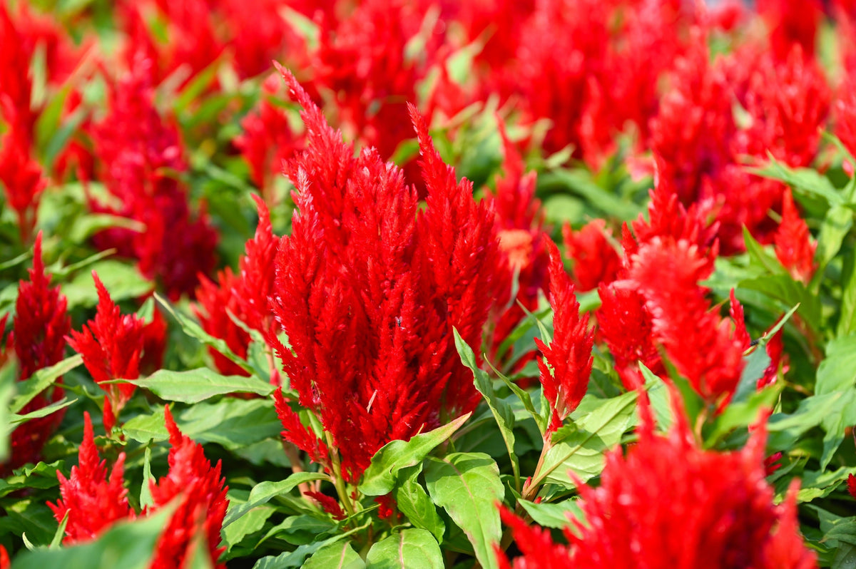 Red Forest Fire Cockscomb Celosia Plumosa Seeds – photo 2