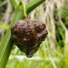 10 Chocolate CAROLINA REAPER PEPPER World's Hottest Capsicum Chinense Hot Brown Chili Vegetable Seeds