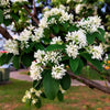 20 SEVEN SON Shrub Tree Heptacodium Miconioides White Red Flower Seeds