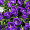 200 Blue CANTERBURY BELLS - CAMPANULA Medium Flower Seeds