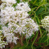 200 TALL WHITE BONESET (Thoroughwort) Eupatorium Perfoliatum Flower Seeds