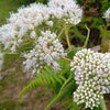 200 TALL WHITE BONESET (Thoroughwort) Eupatorium Perfoliatum Flower Seeds
