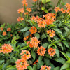 10 ORANGE MARMALADE CROSSANDRA Infundibuliformis Firecracker Flower Houseplant Seeds
