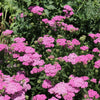250 PINK Cerise QUEEN YARROW Achillea Millefolium Flower Seeds