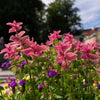 50 'PINK Sundae' Clary SAGE / SALVIA Viridis Horminum Herb Flower Seeds
