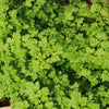 200 BRUSSELS WINTER CHERVIL Anthriscus Gourmet European Heirloom Herb Vegetable Seeds